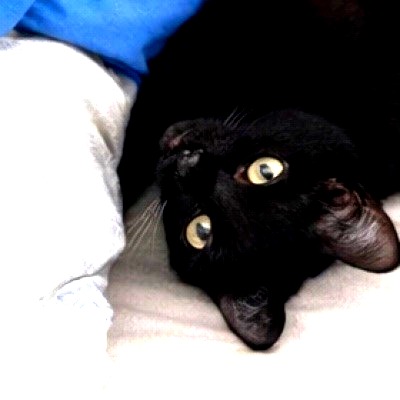 Luna the cat, Talkdraft mascot